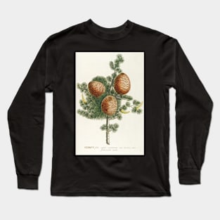 Cedar cones - Cedrus - botanical illustration Long Sleeve T-Shirt